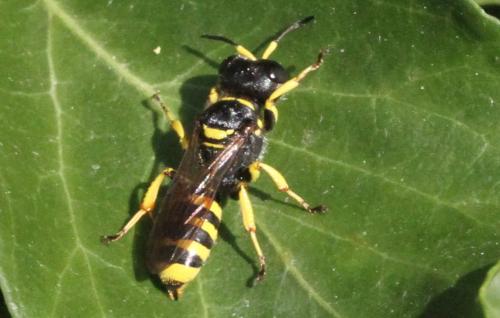 Réf. 348 026 : Ectemnius cephalotes